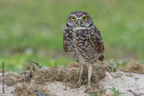burrowing owl