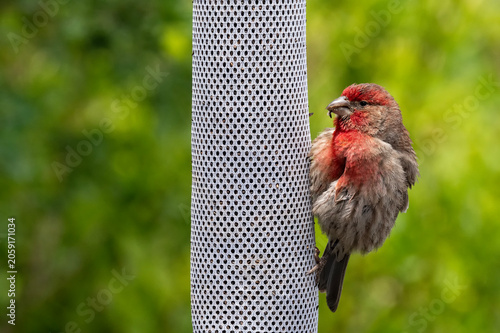 House finch (Haemorhous mexicanus) feeding on nyger seed; Laramie, Wyoming