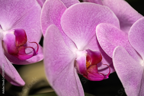 Orchids blooming; Laramie, Wyoming