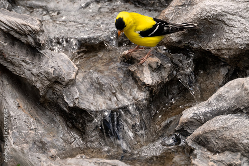 Goldfinch (Spinus tristis) drinking at cascade; Laramie, Wyoming