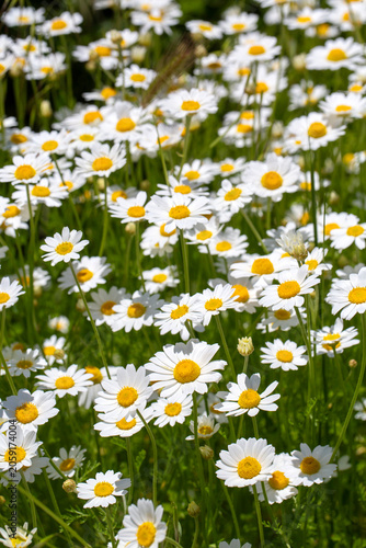 Beautiful Wild Daisy Flower...