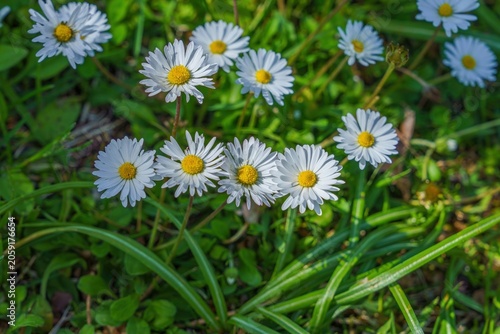 春の野原に咲く愛らしい白いデージーの花々