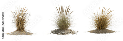 Obraz na plátně Set of a clump of tall wild grass with feathery seed heads growing from a small patch of earth, perfect for nature and landscape scenes, isolated on a transparent background