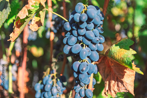 Plump blue wine grapes hang in lush clusters from a vine, bathed in warm sunlight. Surrounding autumn leaves of green and russet frame the ripe harvest ready fruit beautiful