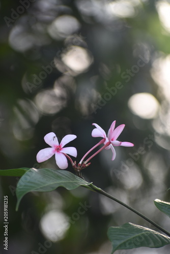 Blooming Pink Kopsia (Kopsia fruticosa) Flowers, Kelaniya, Sri Lanka.