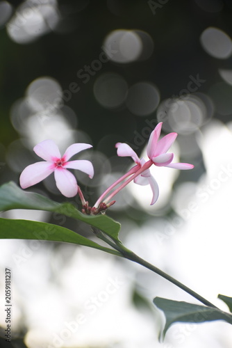 Blooming Pink Kopsia (Kopsia fruticosa) Flowers, Kelaniya, Sri Lanka.