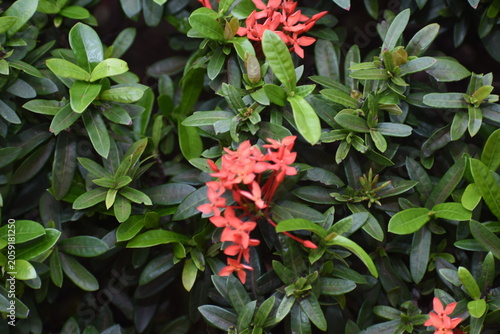 Jungle geranium (Ixora coccinea, Jungle Flame, West Indian Jasmine, Rathmal), Kelaniya, Sri Lanka.