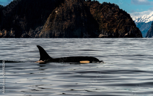 Orca Swimming Near Rocky Alaskan Coast