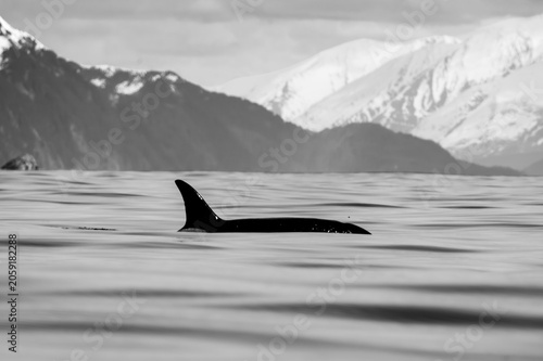 Orca Tail in Snowy Alaskan Waters