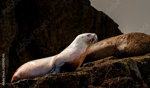 Seals Resting on Rocky Shoreline II