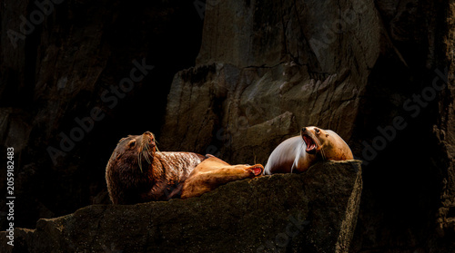 Sea Lions Yawning on Rocky Cliffside
