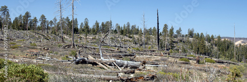 Ultrawide panorama of trees that burned during the July 2020 