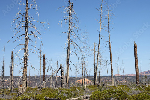 Trees that burned during the July 2020 