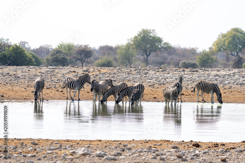 Quadro su tela Zebras at waterhole