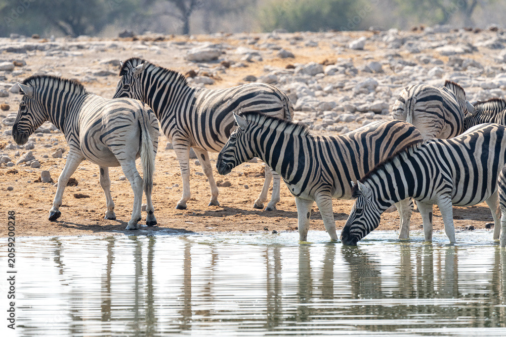Εκτύπωση καμβά Zebras at waterhole