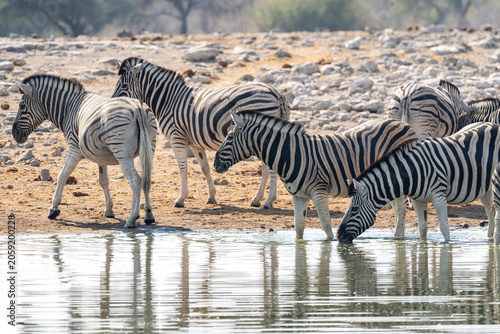 Canvas Print Zebras at waterhole