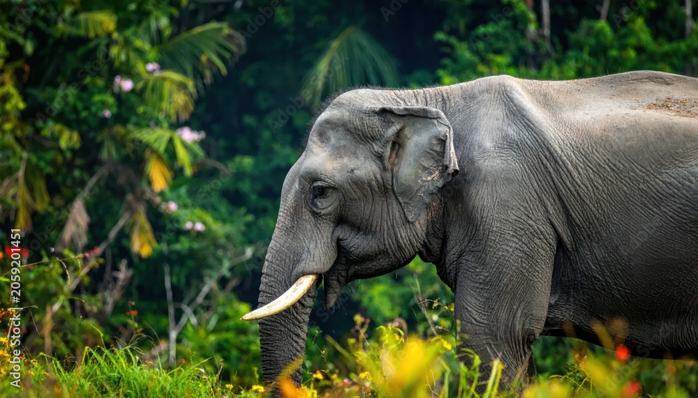 Fototapeta premium An elephant with tusks emerges from lush, vibrant green foliage
