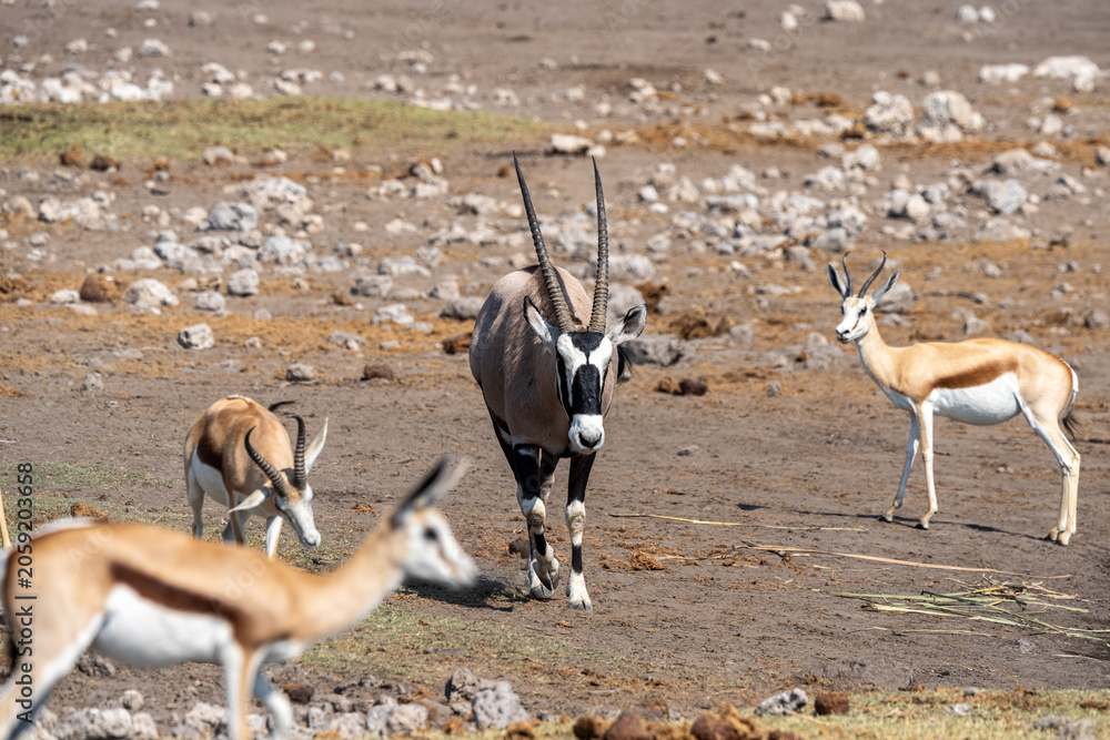 Foto Springboks and Oryx antelope
