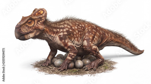Graciliceratops mongoliensis incubating a clutch of eggs in a nest, displaying natural reproductive behavior and accurate anatomy in a detailed scientific paleontological reconstruction isolated on wh