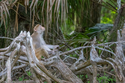Canvas Print A rhesus monkey sitting on a limb and looking skyward.