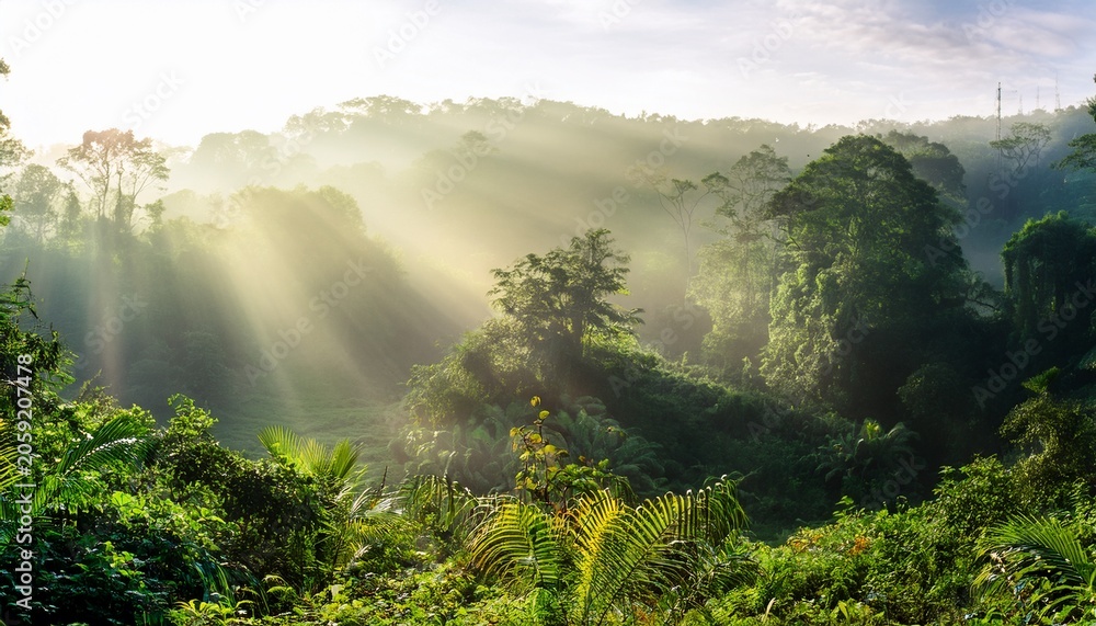 Obraz premium Sunlight Falling Onto A Beautiful Green Jungle Landscape In The Morning
