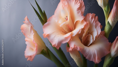 Gladiolus Flower Beauty Flowers Showcases The Dramatic Elegance Of Tall Blooming Spikes And Vivid Petals Creating A Stunning Visual Celebration Of Natural Charm And Floral Sophistication In Every Det
