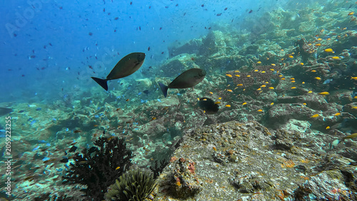 Underwater scene sleek unicornfish with shoals of tropical fish in coral reef environment in Pulau Weh, Sumatra, Indonesia