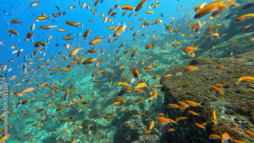 Big shoal of colourful orange anthias tropical fish over coral reef in crystal clear tropical waters of Pulau Weh, Sumatra, Indonesia
