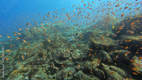 Coral reef environment teeming with shoals of colourful orange anthias tropical fish in crystal clear waters of Pulau Weh, Sumatra, Indonesia