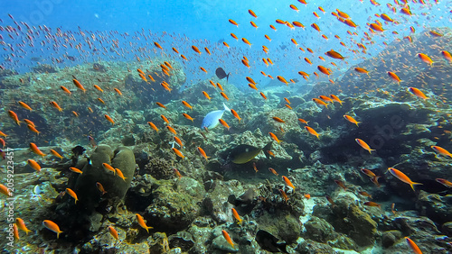 Fotografie Underwater scene sleek unicornfish and shoals of orange anthias fish in tropical