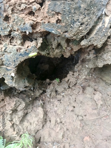 Macro view of a dark hollow in decaying wood and dry earth, featuring rough textures, crumbling bark, and a small green sprout at the entrance of a natural cavity or animal burrow.