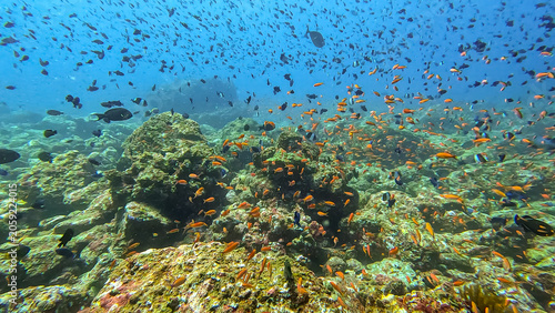 Underwater scene coral reef environment teeming with colourful tropical fish in Pulau Weh, Sumatra, Indonesia