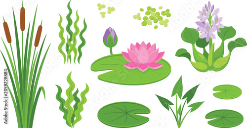 Pond and Wetland Aquatic Plants Vector Set with Cattail, Reed, Lotus, Water Lily, Hyacinth, Seaweed, and Lily Pad for Nature Designs
