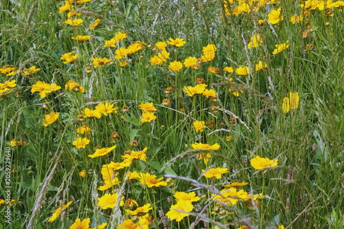 Grassy Meadow with Yellow Coreopsis 