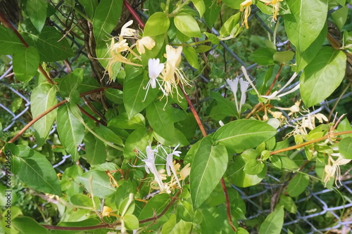 Honeysuckle Vine and Blossoms on Cyclone Fence