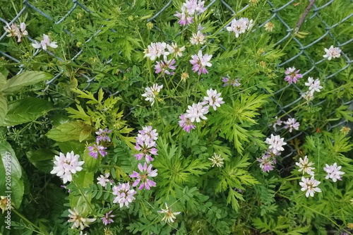 Crown Vetch in a Grassy Meadow