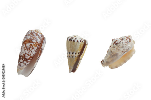 Three Shells without Background 