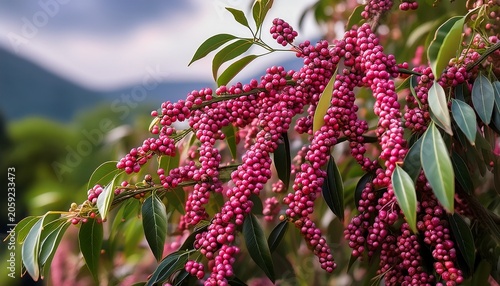 A Pink Pepper Tree With Peppercorns Called Schinus Molle Also Known As Peruvian Pepper Tree