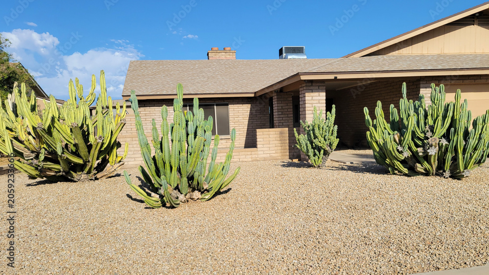 Fototapeta premium Stately Mexican fence-post cacti cluster in a desert-style xeriscape in Phoenix Arizona