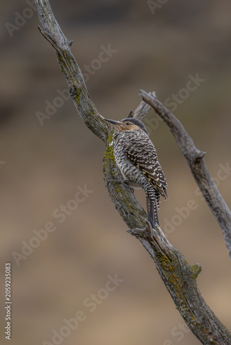 Chilean flicker