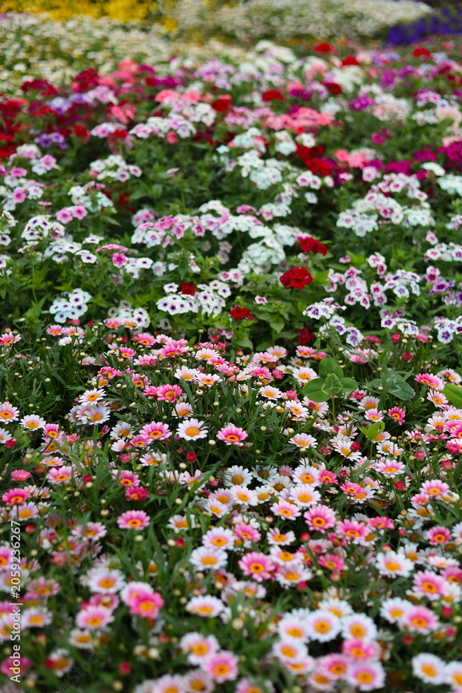 Fototapeta premium Beautiful colorful flower bed blooming in public park garden