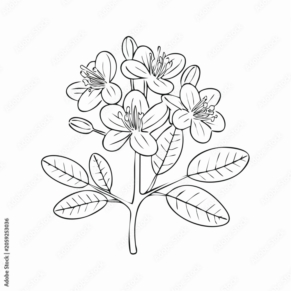 Fototapeta premium Black and white line art small flower cluster illustration with white background hand drawn blooming botanical illustration isolated decoration