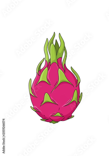Vibrant pink dragon fruit pitaya vector illustration with green scales isolated on white background. Detailed graphic of tropical exotic cactus fruit for food design and icons.