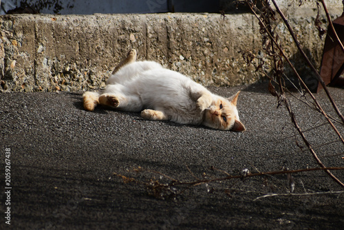 地面に寝転がる野良猫