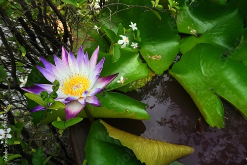 Foto Vibrant purple and white water lily blooms with yellow center on lily pads