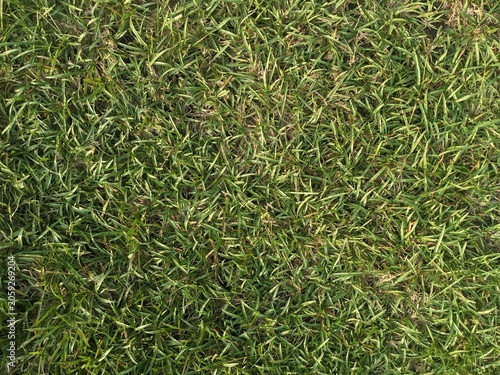 A Lush Green Lawn Texture Featuring Dense Blades of Grass Creating a Vibrant Natural Surface Pattern Perfect for Landscaping Design Projects