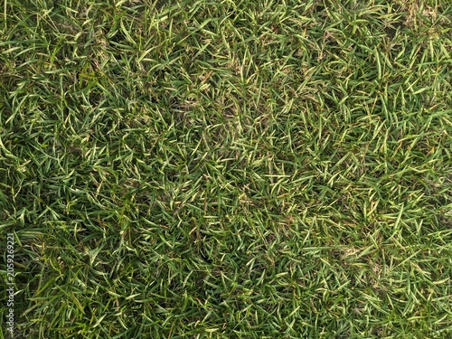 High quality top-down view of a lush green lawn showing detailed texture of fresh grass blades for nature backgrounds and landscaping