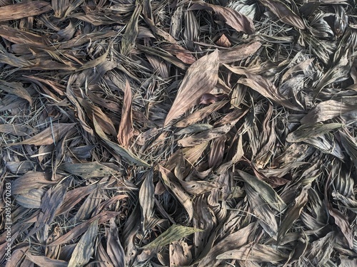 Close-up of dried, fallen leaves creating a natural abstract texture on the ground, highlighting the intricate patterns of decomposition and the beauty of nature's decay