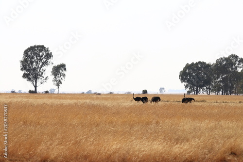 Bild auf Leinwand roup of ostriches in the savanna during dry season, Northern Cape route, Septemb