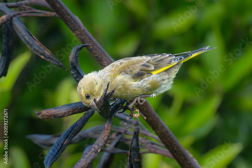 Green finch on a flax bush